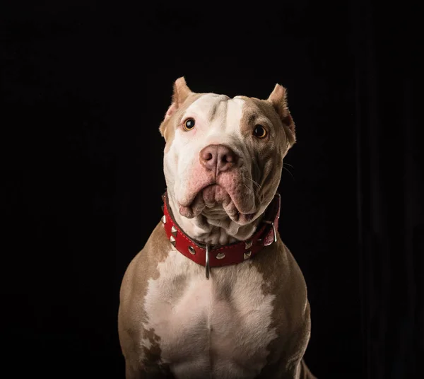 Femeia Câini Din Rasa American Bully Fundal Negru — Fotografie, imagine de stoc