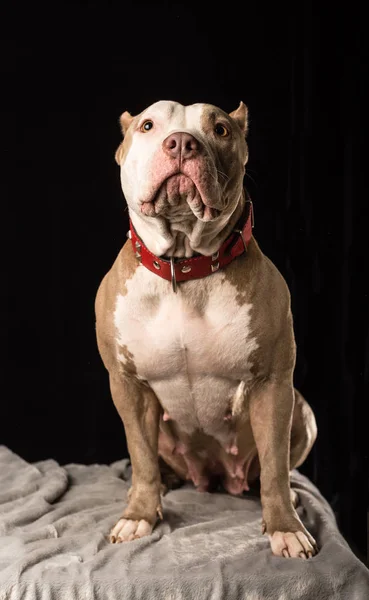 Femeia Câini Din Rasa American Bully Fundal Negru — Fotografie, imagine de stoc