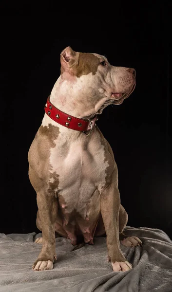 Femeia Câini Din Rasa American Bully Fundal Negru — Fotografie, imagine de stoc