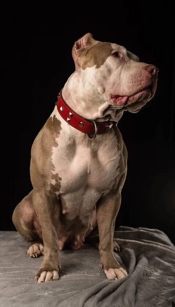 Vrouw Van Honden Van American Bully Ras Een Zwarte Achtergrond — Stockfoto