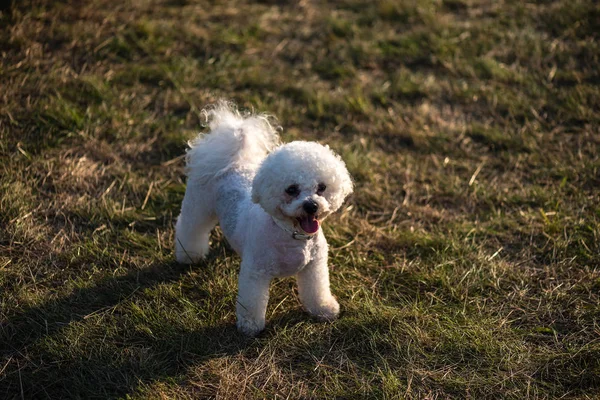 White Poodle Grass — Stock Photo, Image