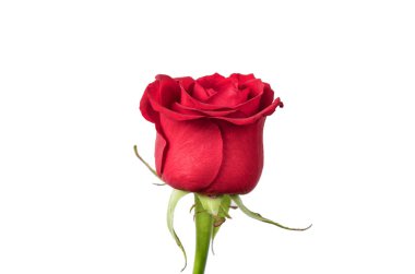 beyaz arkaplanda izole gül