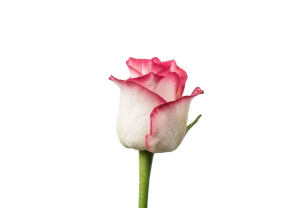 Rose Isolée Sur Fond Blanc — Photo