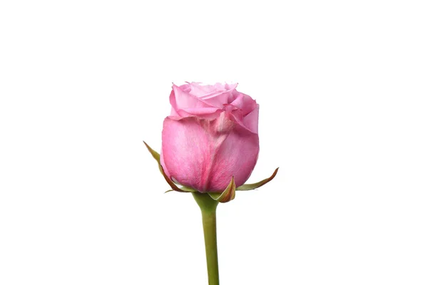 Τριαντάφυλλο Απομονωμένο Λευκό Φόντο — Φωτογραφία Αρχείου