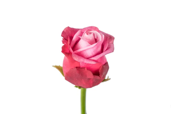 Rose Isolated White Background — Stock Photo, Image