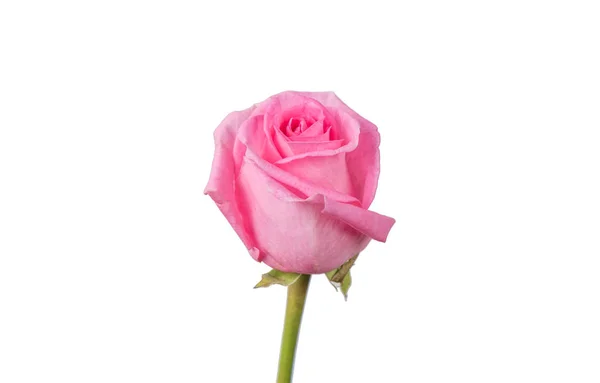 Τριαντάφυλλο Απομονωμένο Λευκό Φόντο — Φωτογραφία Αρχείου