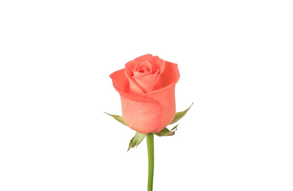 Rose Isolated On White Background — Stock Photo, Image