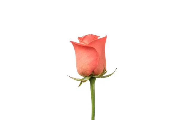 Rosa aislada sobre fondo blanco —  Fotos de Stock