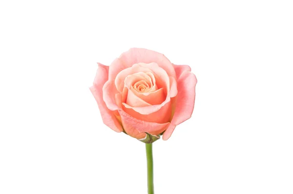 Rosa isolado no fundo branco — Fotografia de Stock