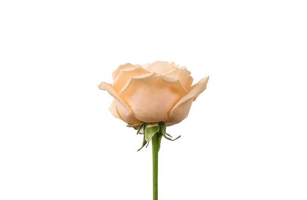 Rose Isolée Sur Fond Blanc — Photo