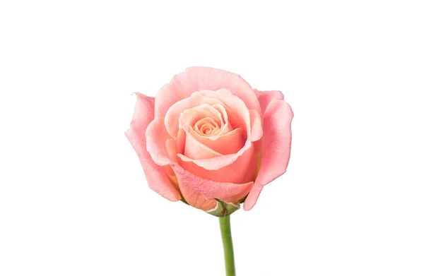 Bud White Rose Isolated — Stock Photo, Image