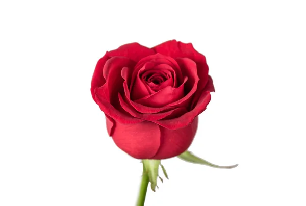 Bud Από Ένα Λευκό Τριαντάφυλλο Απομονωμένη — Φωτογραφία Αρχείου