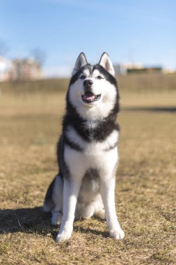 Husky parlak güneşli bir gün çim üzerinde oturur