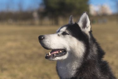 Husky parlak güneşli bir gün çim üzerinde oturur