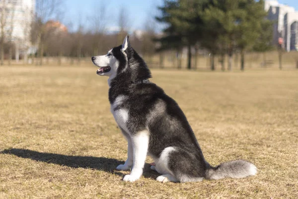 Husky senta-se na grama em um dia ensolarado brilhante — Fotografia de Stock