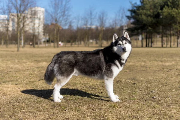 Husky in piedi sull'erba in una luminosa giornata di sole — Foto Stock