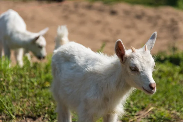 Little Cute Goat Playing Nature Summer — Stock Photo, Image
