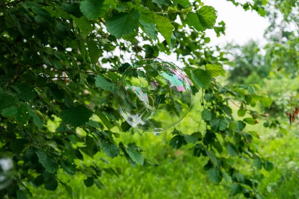 Jabón Burbuja Vuela Sobre Fondo Vegetación — Foto de Stock
