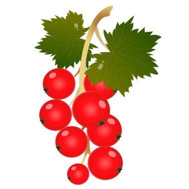 Beyaz arkaplanda kırmızı frenk üzümü rengi resmi. Meyve ve meyve. Vektör illüstrasyonu.