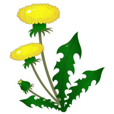 Beyaz arkaplanda sarı karahindiba resmi. Bitkiler ve çiçekler. Çocuklar için vektör illüstrasyonu.