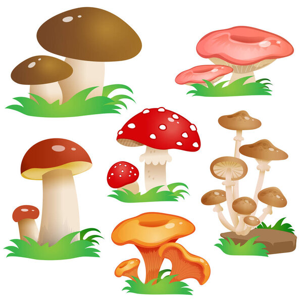 Color image of mushrooms on white background. Vector illustration set for kids.