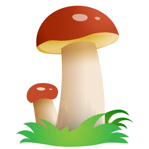 Color image of mushrooms on white background. Vector illustration for kids.