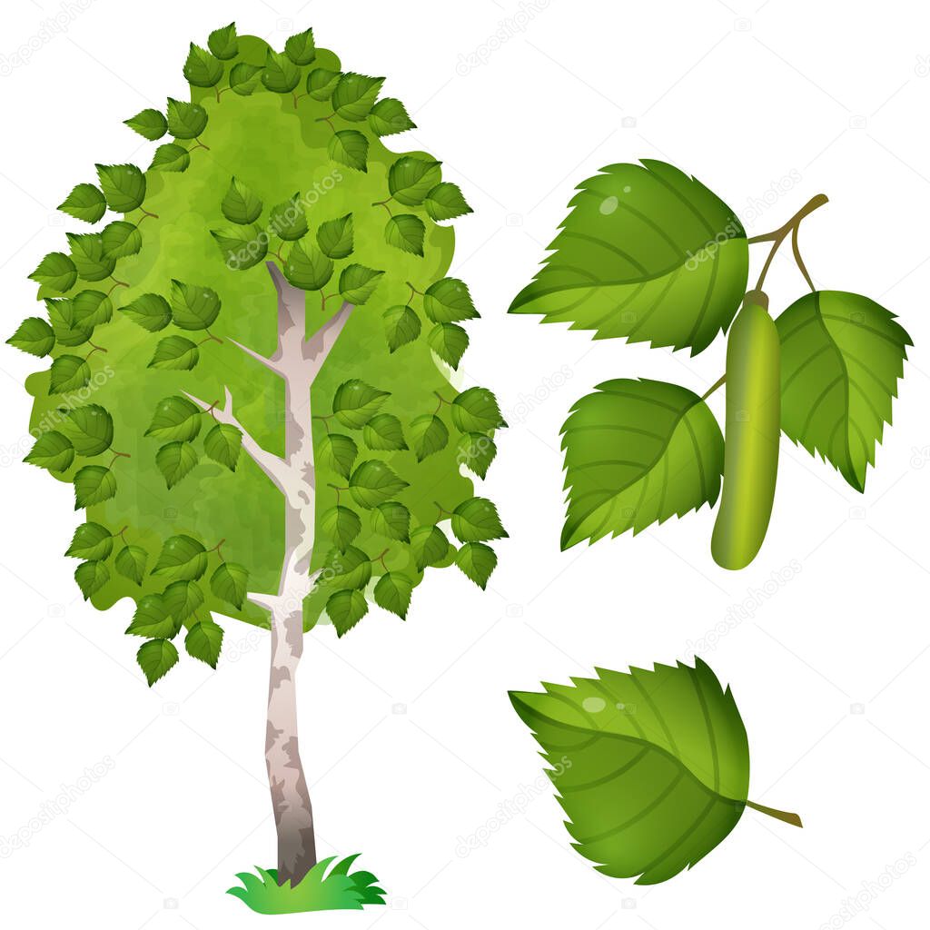  Color image of fruit, leaf and branch with catkins of birch on white background. Plants and trees. Vector illustration set for kids.