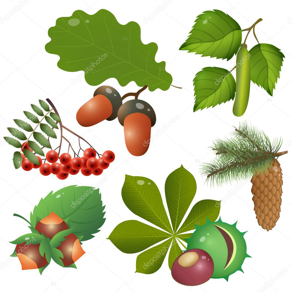Color images of forest fruits and leaves of trees. Oak, birch, chestnut, Rowan, spruce, pine, fir, hazelnut. Plants. Vector illustration set for kids. 