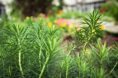 Topraktan büyümek kaynaklanıyor