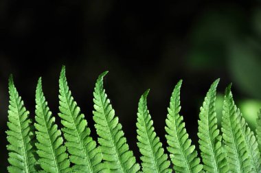 Yeşil fern yaprak yakın kadar seçici odak. Boş alan.