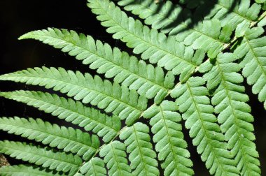 Yeşil fern yaprak yakın kadar seçici odak.