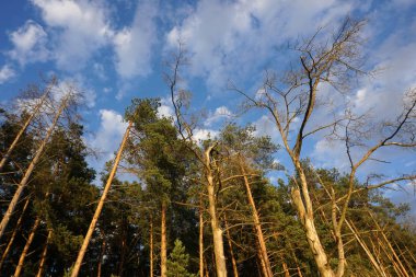 Arama yaz aylarında çam ormanı ve mavi gökyüzü.
