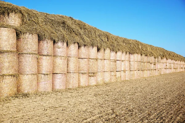 Many Haystacks Stacked Top Each Other Harvesting — Stock Photo, Image