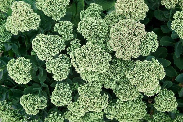 Zielonych roślin tekstura zbliżenie kwiatów sedum. — Zdjęcie stockowe