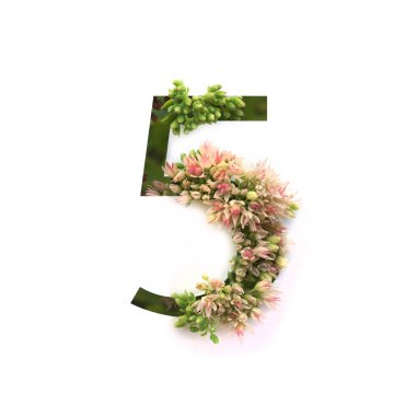 İçinde bitki yetiştirme ile sayı 5 (beş) kesip. Alfabeyi parçası.
