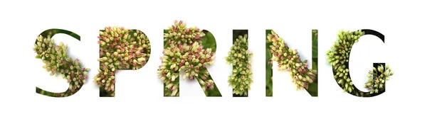 Cutout lettering Spring with growing plant inside. — Stock Photo, Image