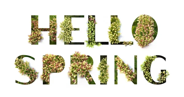 Citação do recorte Hello Spring com planta crescente para dentro. Conceito de cartaz — Fotografia de Stock