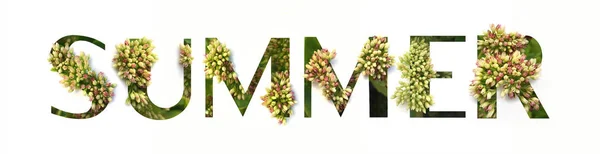 Cutout lettering SUMMER with growing plant inside — Stock Photo, Image