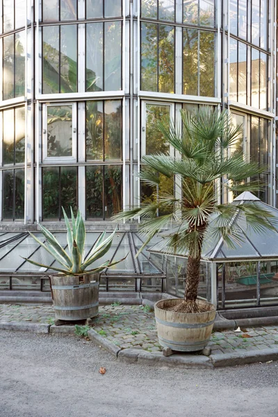 Plantentuin, Botanická zahrada v centru Antverp. Palmové stromy na pozadí skleněného skleníkového skleníku — Stock fotografie