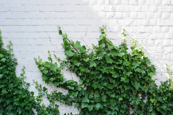 Bílá cihlová stěna zarostlá zeleným břečťanem. Přirozené pozadí s prázdným prostorem — Stock fotografie