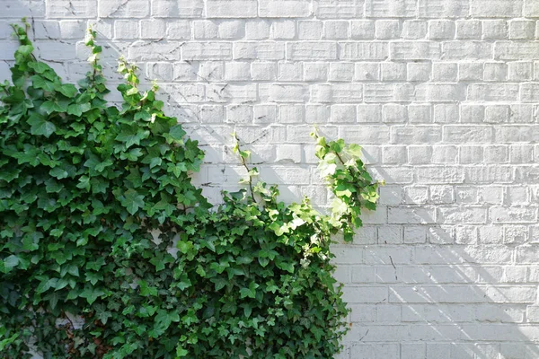 Стена из белого кирпича заросла зеленым плющом. Естественный фон с пустым пространством — стоковое фото