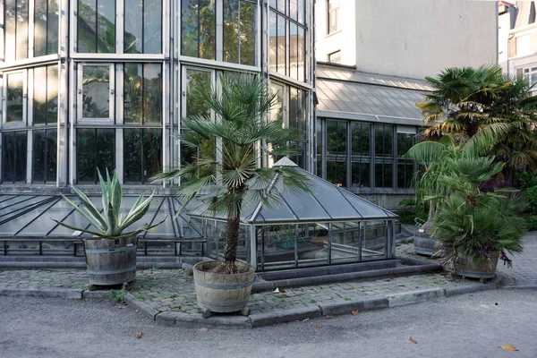 Plantentuin, botanical garden in the center of Antwerp. Palm trees on the background of a glass greenhouse — Stock Photo, Image