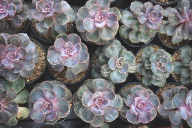 Birçok tencere ile beyaz Echeveria çiçek üstten görünüm, yakın çekim