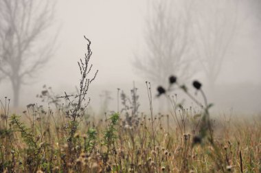 Sonbahar arka planı. Kuru çayır otlar sisli bir günde closeup