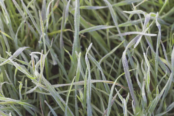 Macro Fondo Natural Con Hierba Cubierta Por Las Heladas Enfoque — Foto de Stock