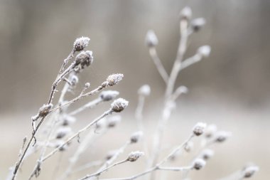Frost - makro seçici odak kapalı kuru çalılar