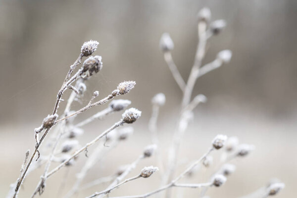 dry shrubs covered by frost - macro selective focus
