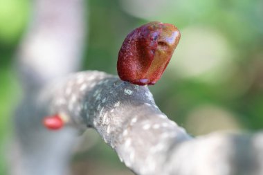tomurcukları çiçek lenmeye hazır dal