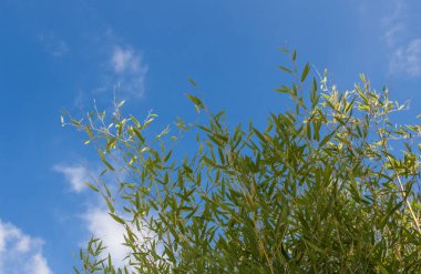 Taze canlı yeşil bambu ile mavi gökyüzü arka plan IMAG bırakır.