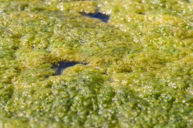 yeşil çamur la kaplı bir gölet detay